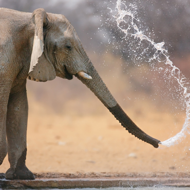 Addo Elephant NP, il regno degli elefanti | Top 10 Sudafrica