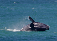 Salto di una balena a Hermanus