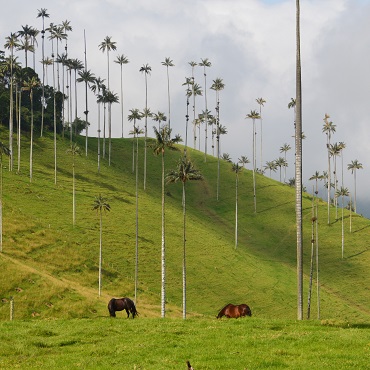 Cocora Valley | Top 3 Colombia | Shawn Appel on Unsplash
