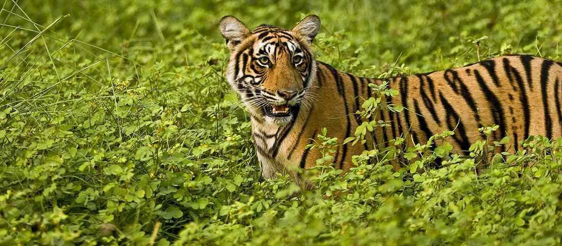 Tour India Rajasthan Tiger