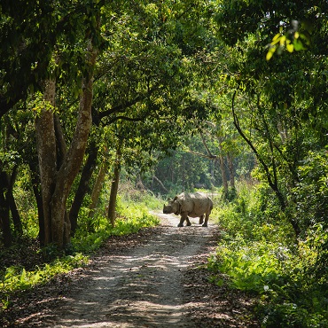 Rinoceronte nel Chitwan NP | Shreyashka Maharjan on Unsplash | Top 3 Nepal Essential