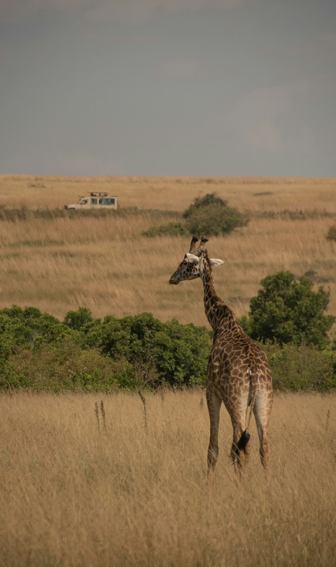 Incontri speciali | #Safari in Africa #viaggigiovani Abbigliamento per safari in Africa | Laela on Unsplash | Viaggigiovani.it