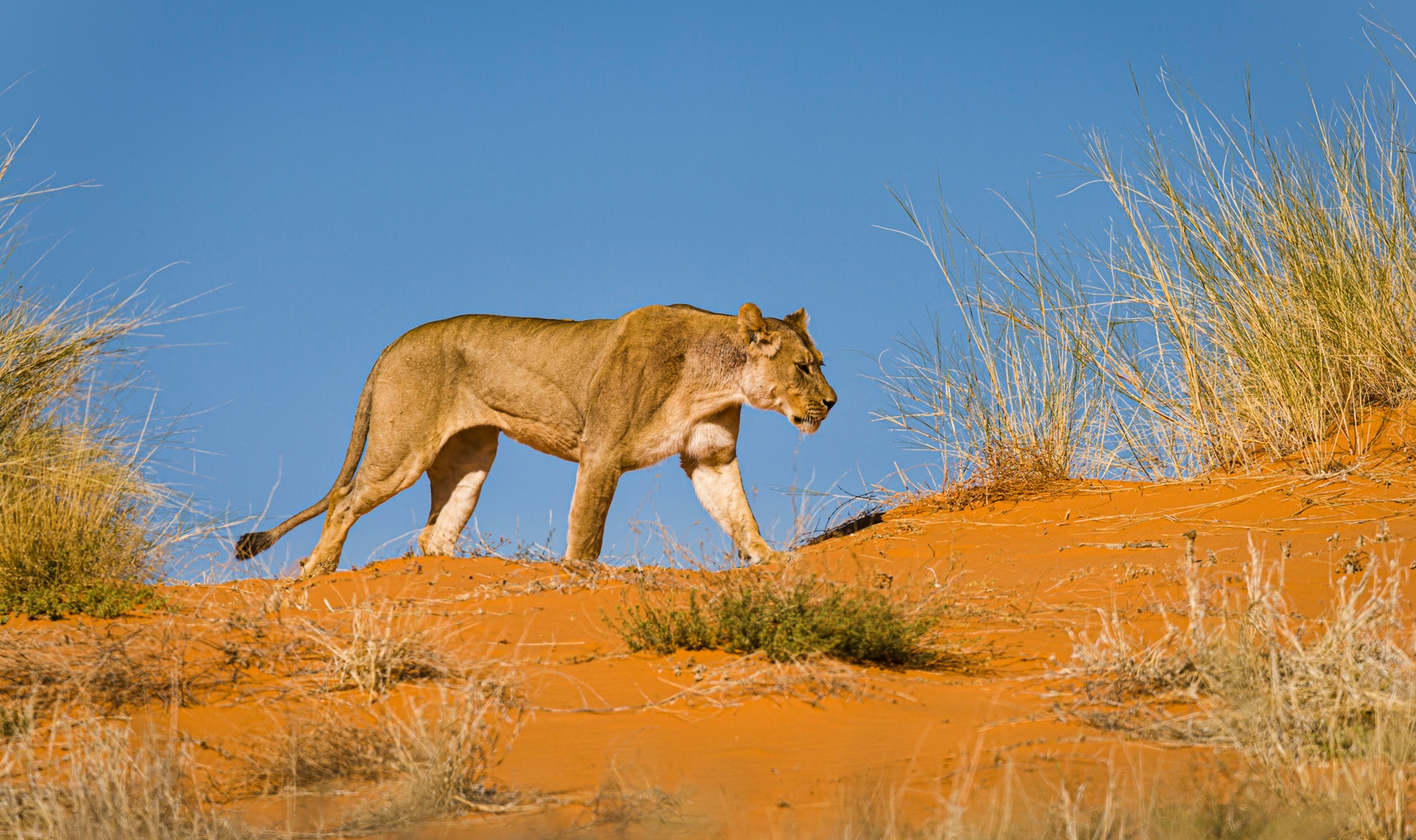 Kgalagadi Transfrontier Park | Botswana Cosa Vedere | Chris Stenger on Unsplash | Viaggigiovani.it