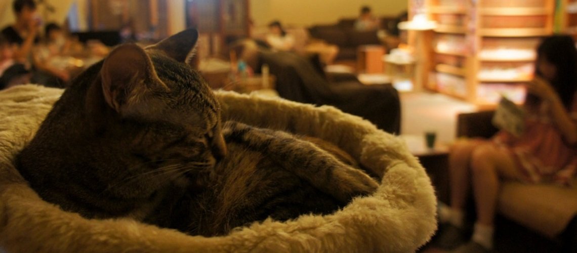 Cat Cafe Giappone