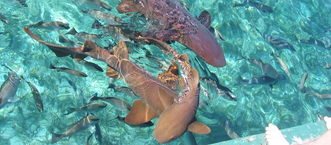 squali nutrice