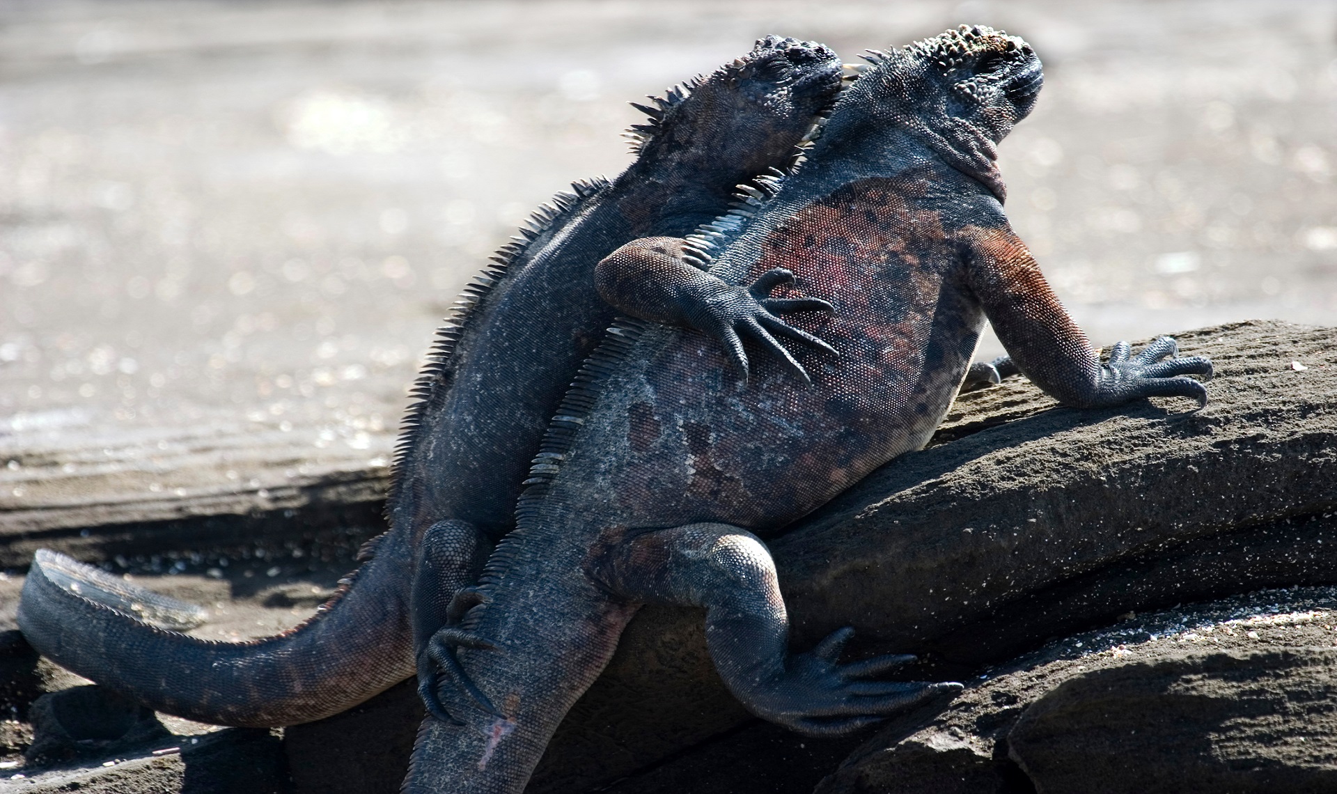 Iguane delle Galapagos | Shutterstock | Viaggigiovani.it