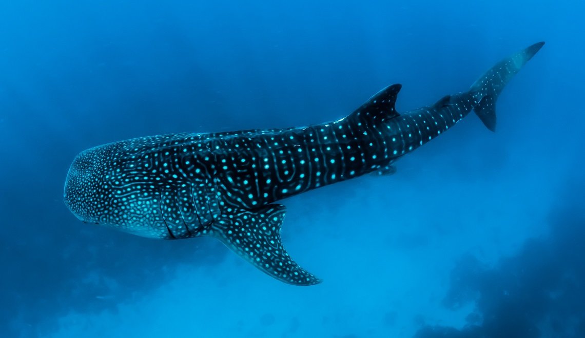 Squalo balena Maldive | Viaggigiovani.it