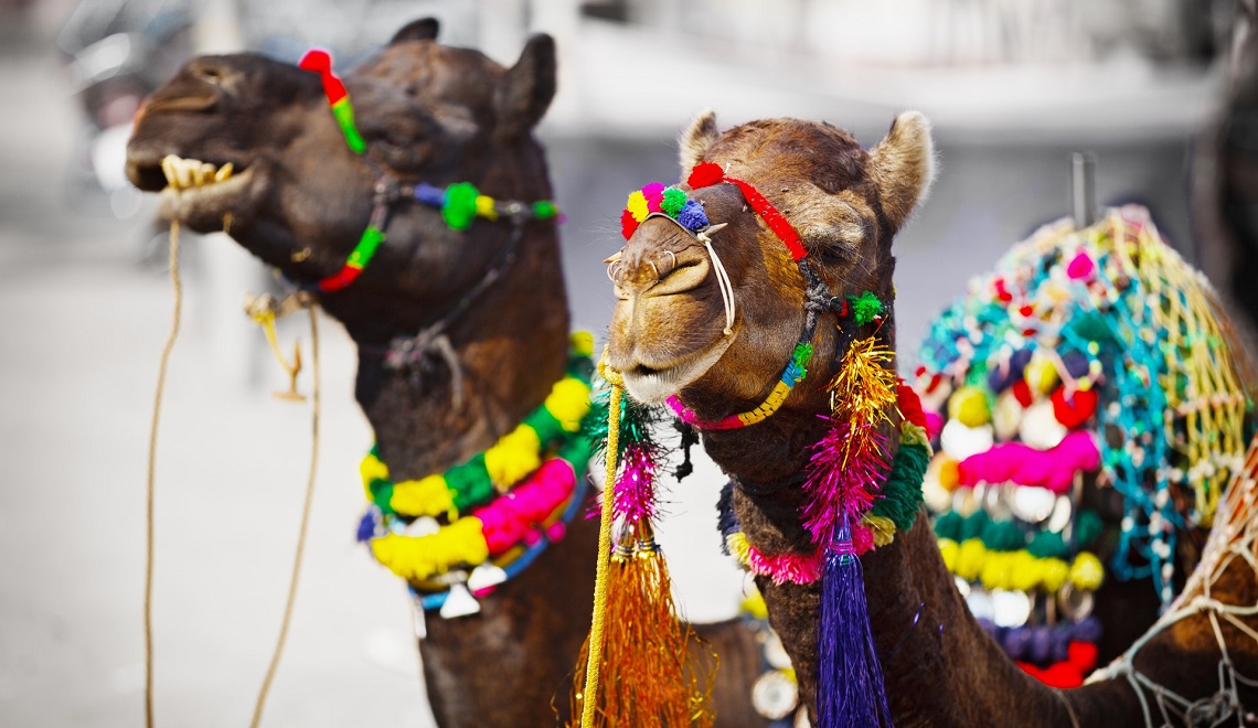 I cammelli della Pushakr Camel Fair