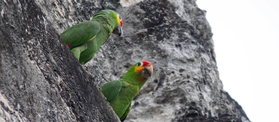 Uccellini Tikal