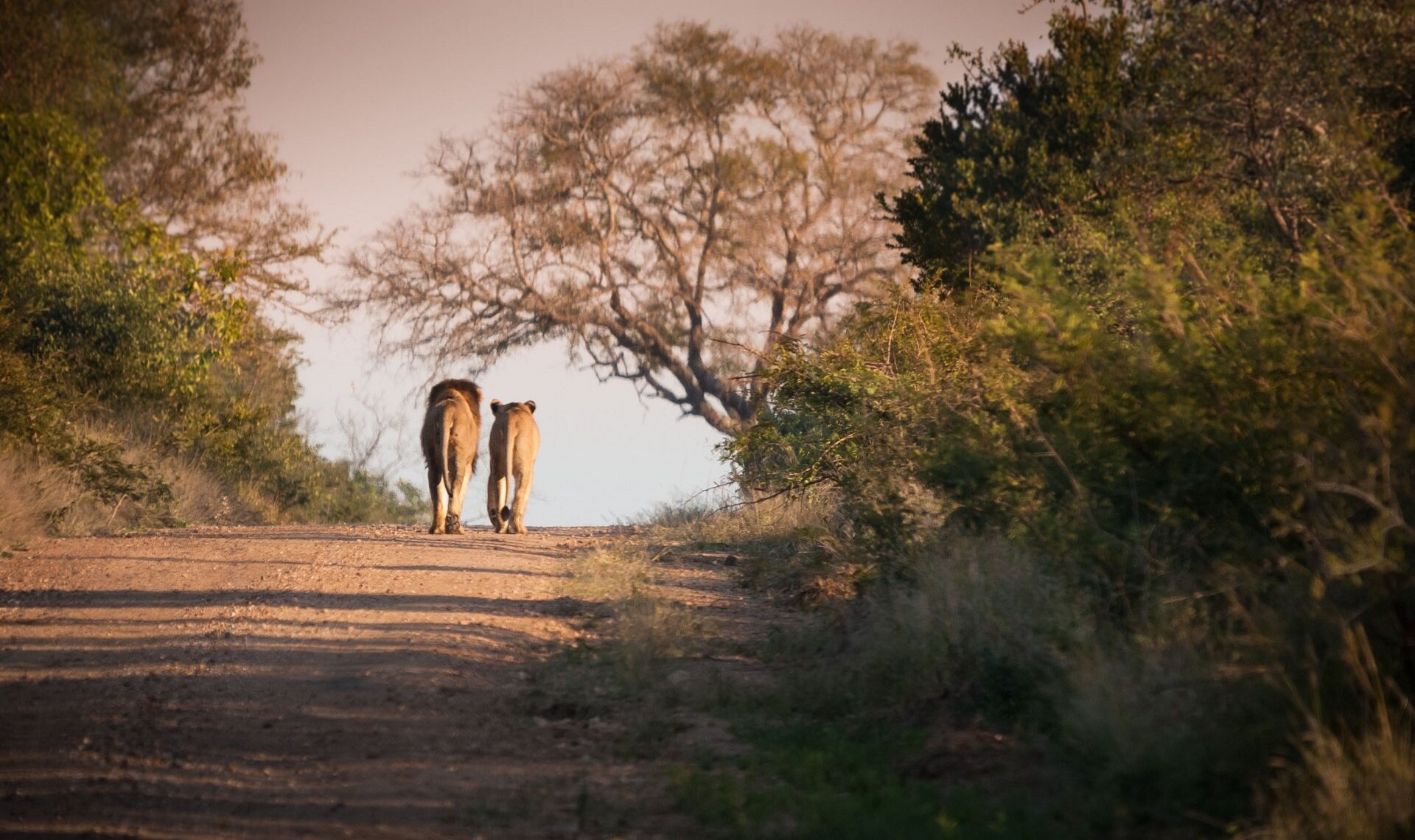 Kruger National Park | Shutterstock | Viaggigiovani.it