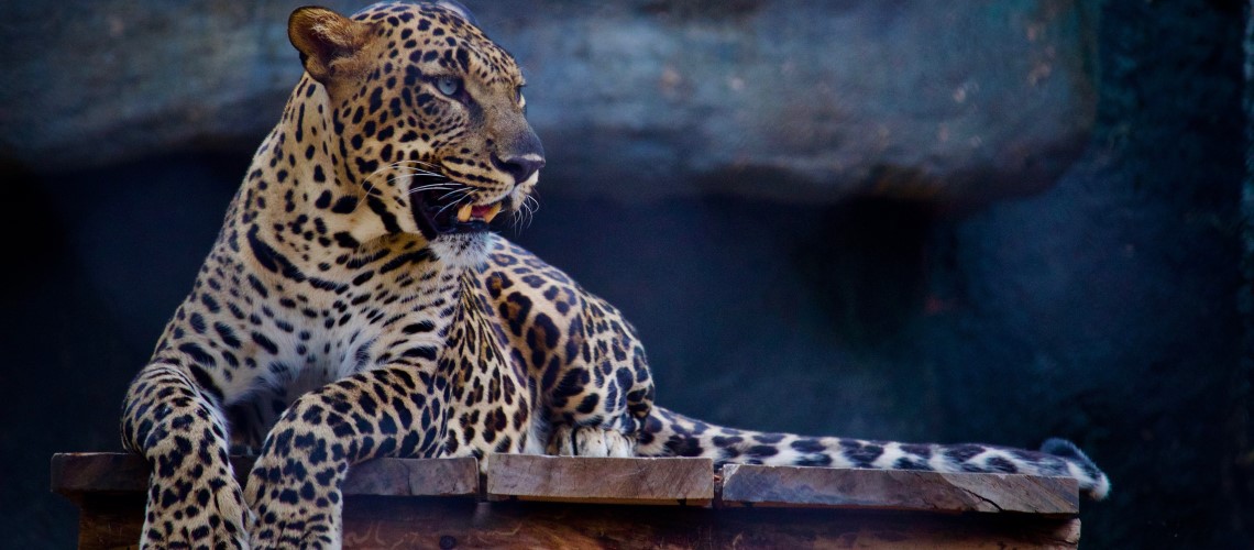 Un giaguaro in una riserva naturale