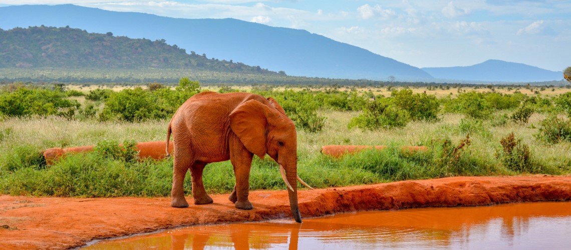 Un elefante beve presso una pozza d'acqua