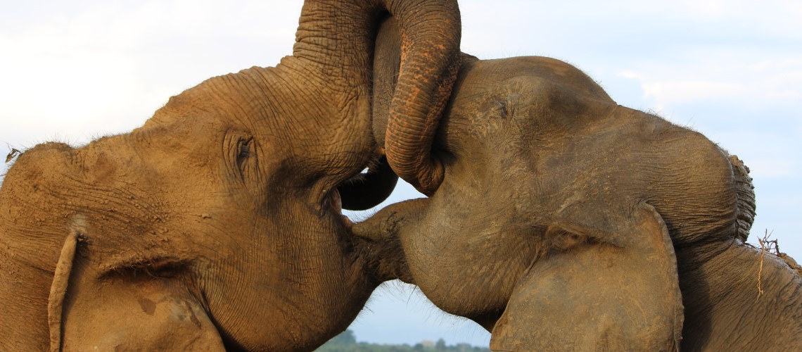 Gli elefanti hanno forti legami