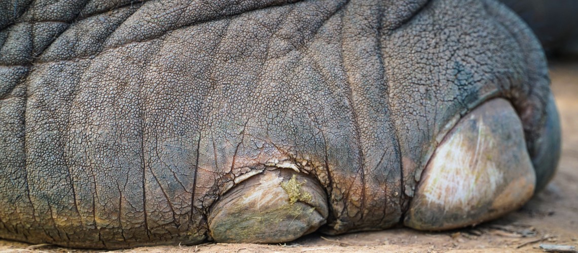 Il piede dell'elefante è molto sensibile