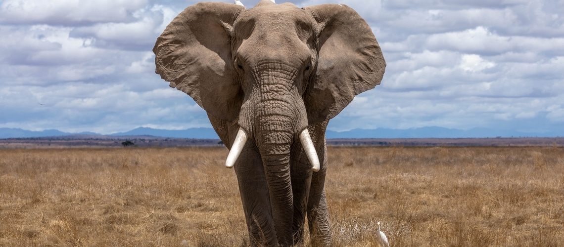 Elefante in natura
