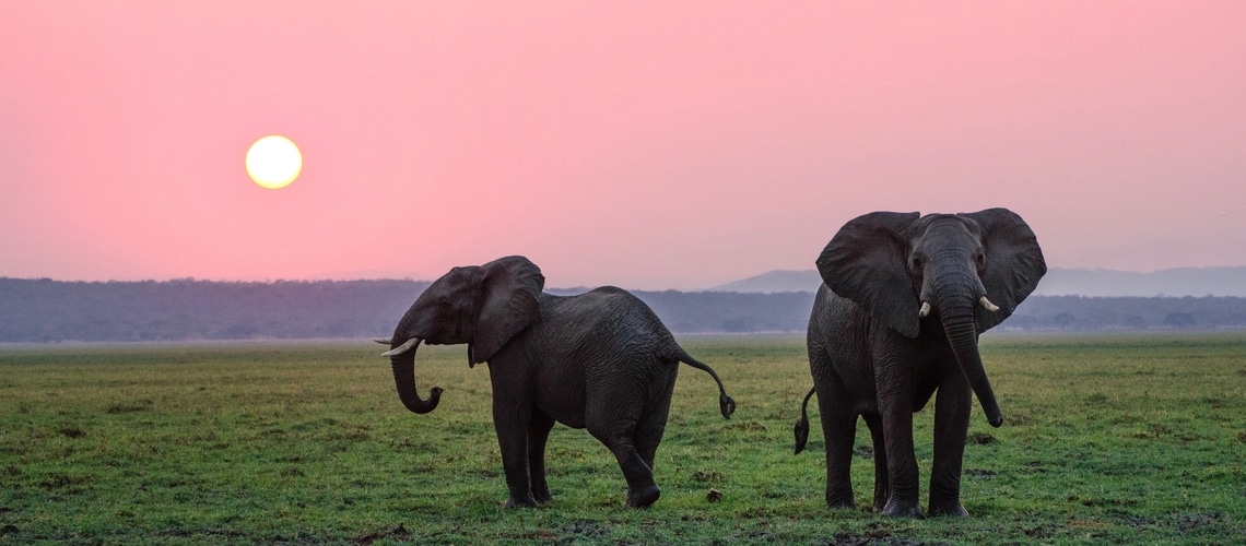 Elefanti al tramonto
