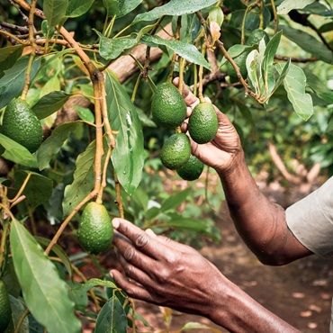 Riforestazione Tanzania 2025 - Viaggigiovani.it