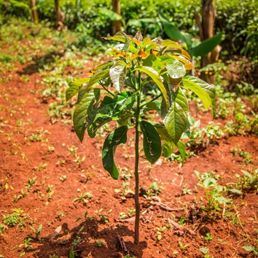 Riforestazione Tanzania 2025 - Viaggigiovani.it