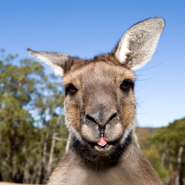 Kangaroo Island | Top 10 Australia
