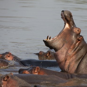 Ippopotami sul fiume Chobe | Top 5 Botswana