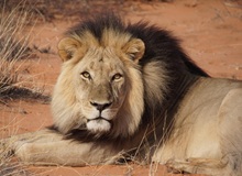 Deserto del Kalahari | #viaggigiovani #ViaggiBotswana Deserto del Kalahari