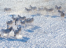Zebre nelle Makgadikgadi Pans | #viaggigiovani #ViaggiBotswana Zebre nelle Makgadikgadi Pans