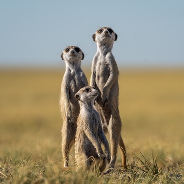 Tour Botswana Original