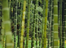 Foresta di Bamboo a Damyang