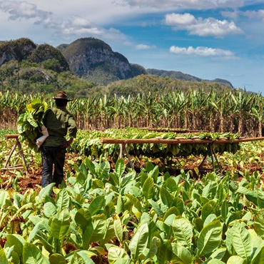 Le piantagioni di Tabacco di Vinales | Top 5 Cuba