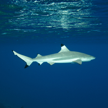 Snorkeling | Top 5 Fiji