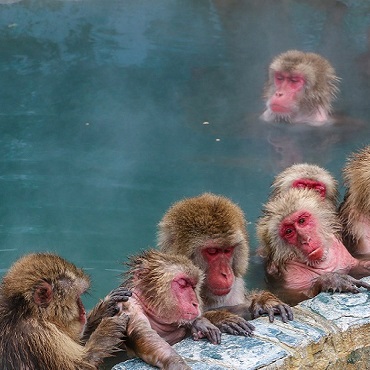 Tour Snow Monkeys