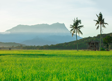Kinabalu Park | #viaggigiovani #ViaggiMalesia Kinabalu Park