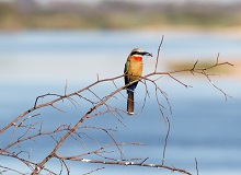 Bird-watching nel Dito di Caprivi