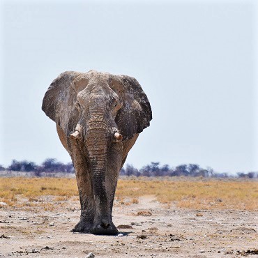 Elefante nell'Etosha | Top 5 Namibia | Patrick Duvanel on Unsplash