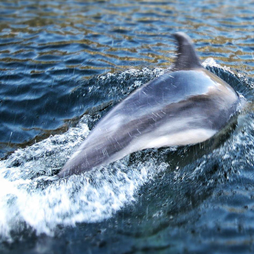 Delfini Milford Sound | Top 5 Nuova Zelanda