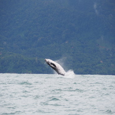 Balene | Top 3 Panama