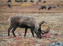 Yamal | #viaggigiovani #ViaggiRussia Yamal