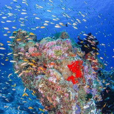 Snorkeling nei coloratissimi fondali delle Seychelles | Top 3 Seychelles