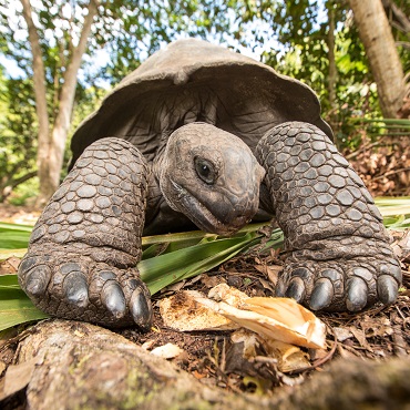 Incontro ravvicinanto con una tartaruga gigante di Curieuse | Top 3 Seychelles