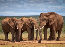 Famiglia di elefanti nell'Addo Elephant NP | Wolfgang Hasselmann on Unsplash