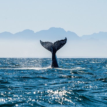 Balena al largo di St Lucia | Top 10 Sudafrica