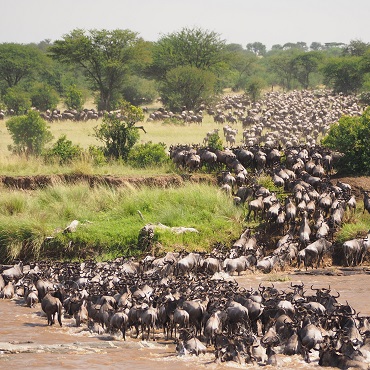 La Grande Migrazione degli gnu nel Serengeti | Top 5 Tanzania | Jorge Tung on Unsplash