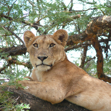 Leone arrampicato su un albero nel Lake Manyara | Top 5 Tanzania