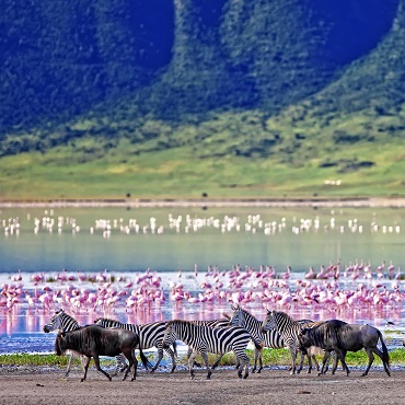 Animali selvatici nel cratere di Ngorongoro | Top 5 Tanzania