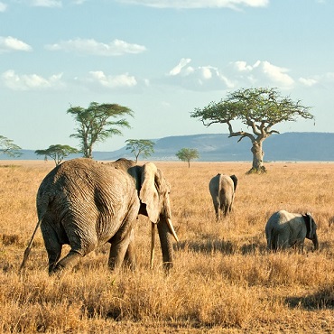 Tanzania Safari, i parchi del nord | Viaggi su misura