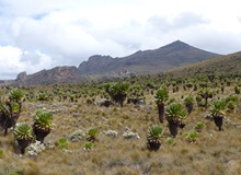 Monte Elgon