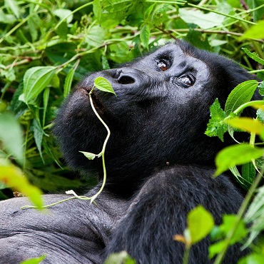 Tour Uganda alla ricerca dei gorilla