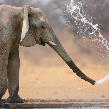 Elefanti | Top 5 Zimbabwe