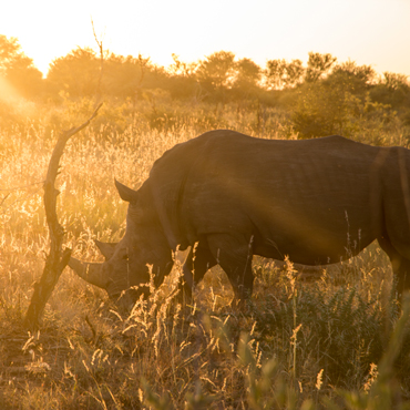 Rinoceronti | Top 5 Zimbabwe