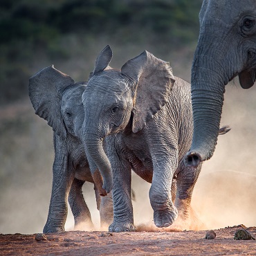 Chobe NP | Top 3 African Wonders